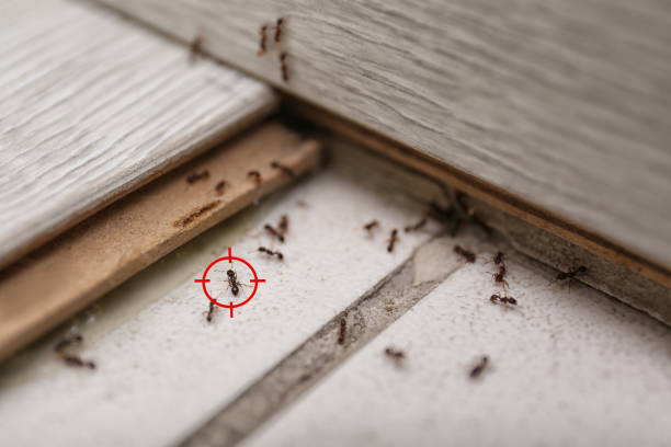 Best Emergency Pest Control  in Perham, MN