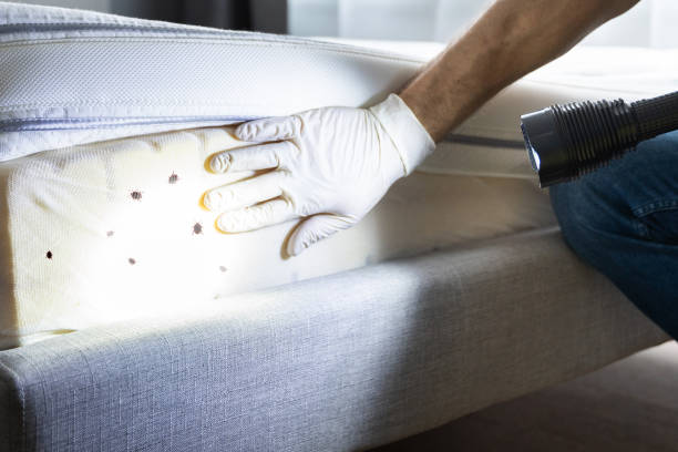 Best Cockroach Control Services  in Perham, MN