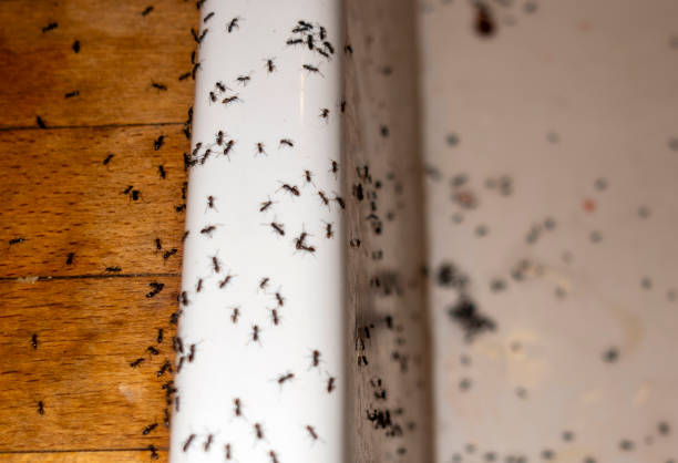 Best Bed Bug Extermination  in Perham, MN